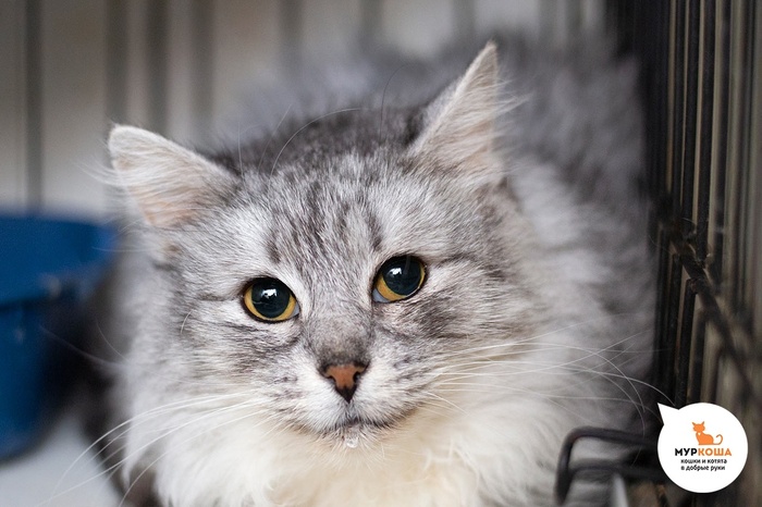 Кошка Изюмка, 6 лет.