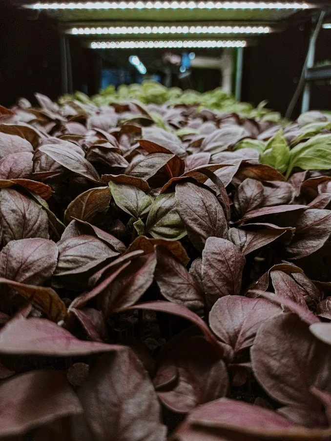 Is it possible to get a grant for a vertical farm? I'm exploring all the options. - Grants, Government support, Business, Farming, Longpost