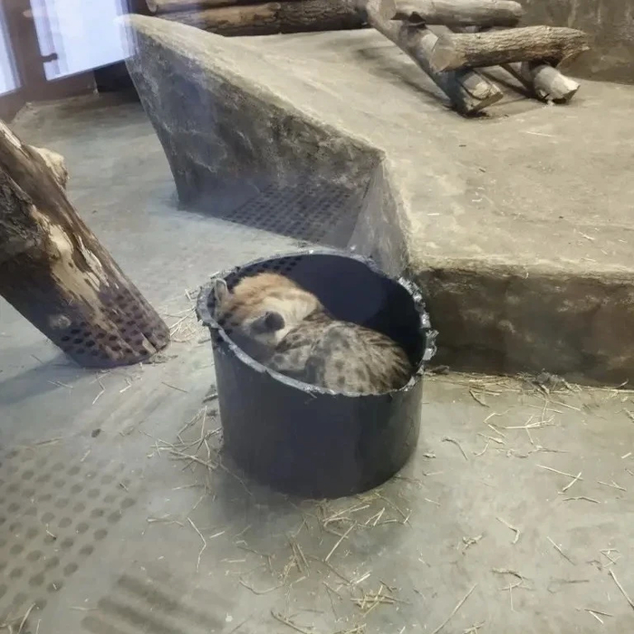 <a href="https://pikabu.ru/story/kogda_tyi_nemnogo_koshka_i_nemnogo_dizayner_interera_13829608?u=https%3A%2F%2Fru.wikipedia.org%2Fwiki%2F%25D0%259F%25D1%258F%25D1%2582%25D0%25BD%25D0%25B8%25D1%2581%25D1%2582%25D0%25B0%25D1%258F_%25D0%25B3%25D0%25B8%25D0%25B5%25D0%25BD%25D0%25B0&t=%D0%9F%D1%8F%D1%82%D0%BD%D0%B8%D1%81%D1%82%D0%B0%D1%8F%20%D0%B3%D0%B8%D0%B5%D0%BD%D0%B0&h=1ce2a94d7be899c18cac81d44c050332c802cb06" title="https://ru.wikipedia.org/wiki/%D0%9F%D1%8F%D1%82%D0%BD%D0%B8%D1%81%D1%82%D0%B0%D1%8F_%D0%B3%D0%B8%D0..." target="_blank" rel="nofollow noopener">Пятнистая гиена</a> в Пензенском зоопарке