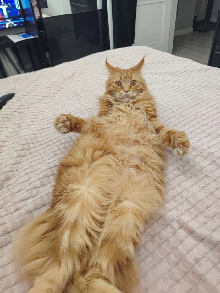 ������