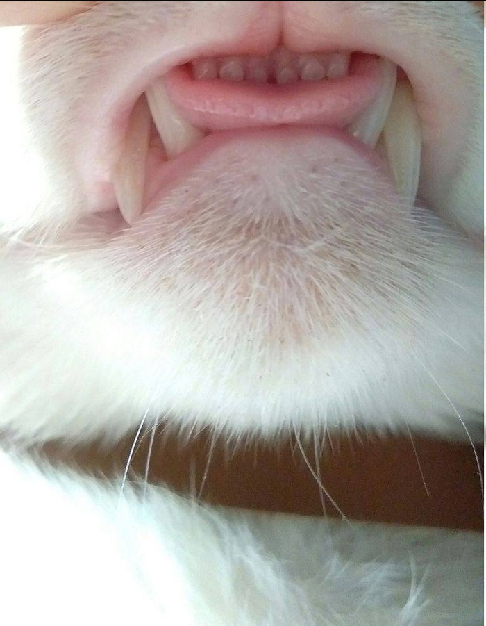 The