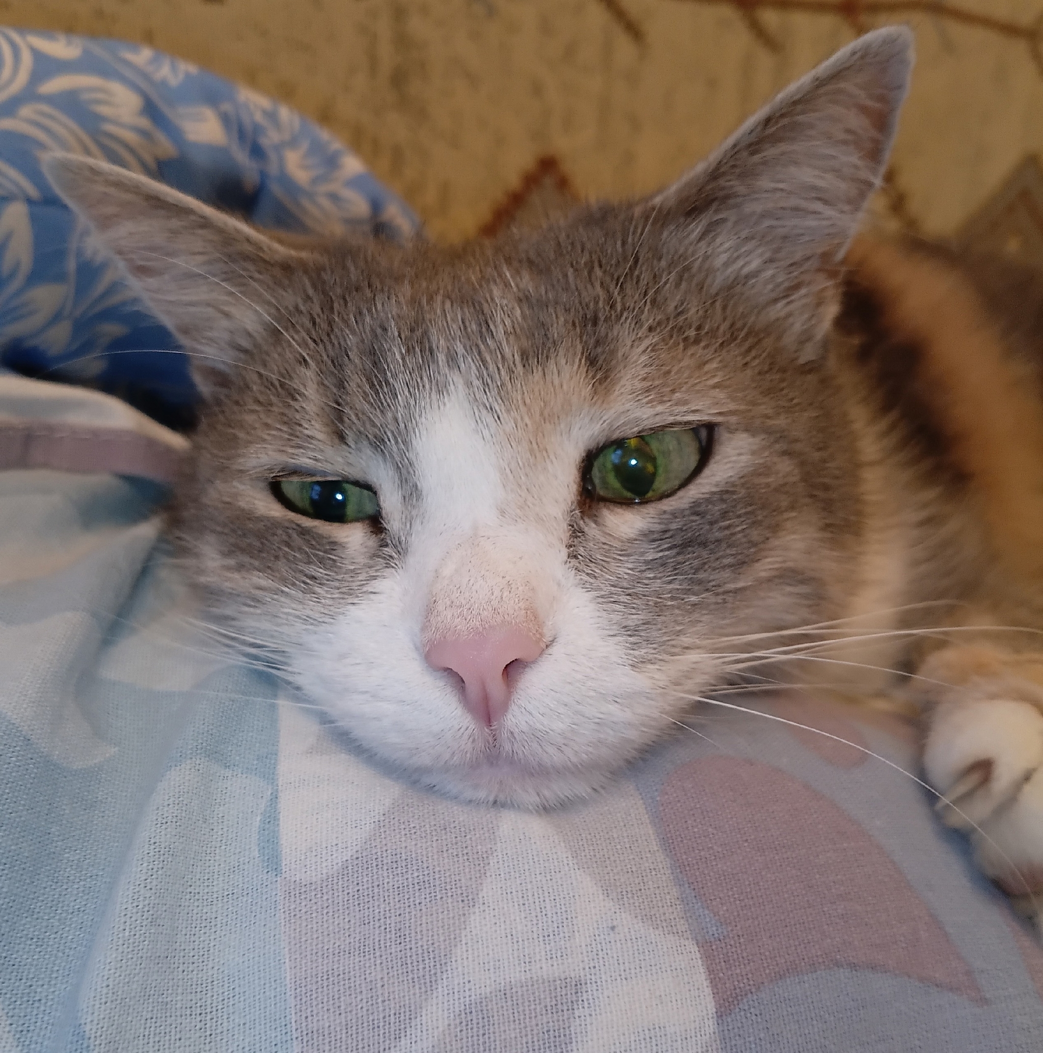 Musya is dreaming - My, cat, Tricolor cat, Cat lovers, Eyes