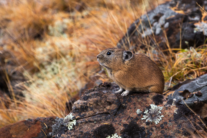 � ��� ��� ��� �� �����, ������ ������. � ��������� - �������� ������ (Ochotona hyperborea). ������������� ���� ����� ������ �������������