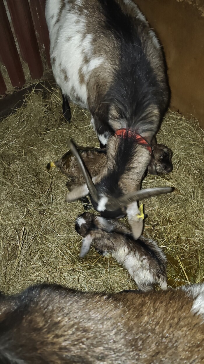 ������� ����� 3 ������ ����� ��������