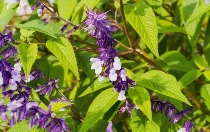 Salvia divinorum