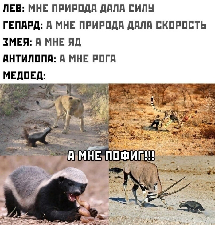 Слабоумие и отвага…