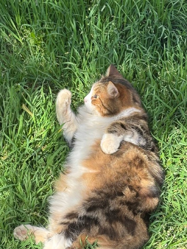 ����, ��� � ���� �����...