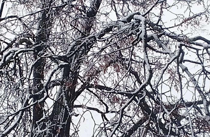 ����� �����. ��� �� ����