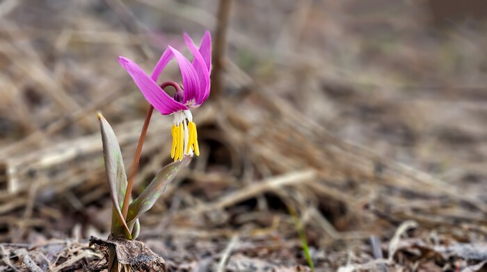 ������ ���������