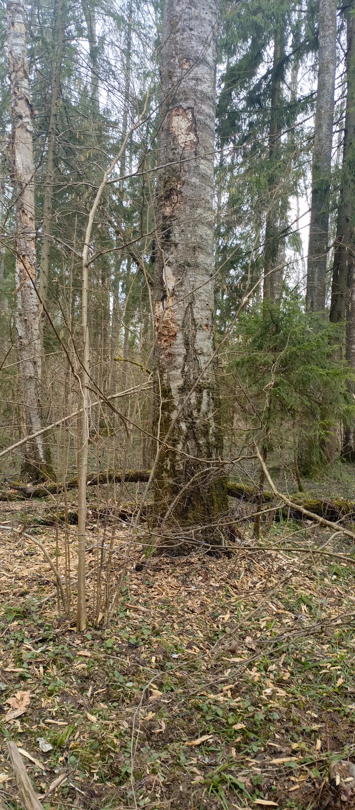 ������ �����!