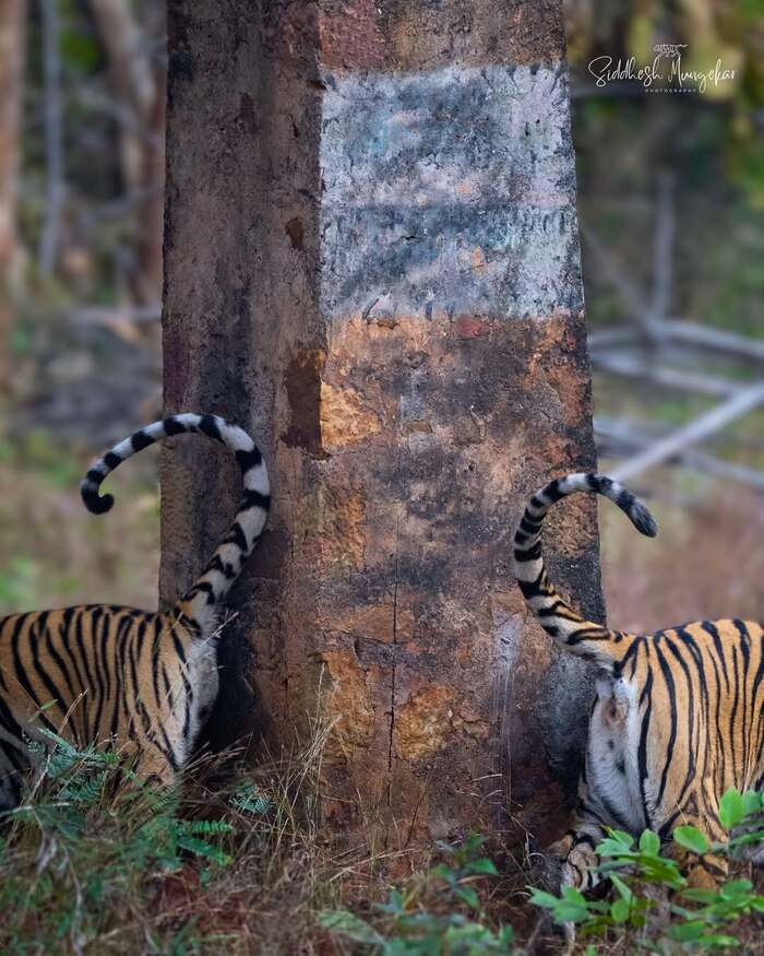 ������ ��� "����������� �����"