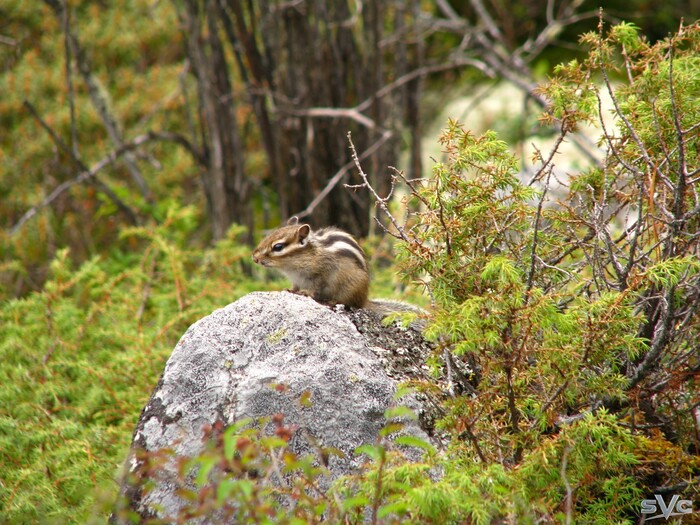 И за бурундуком