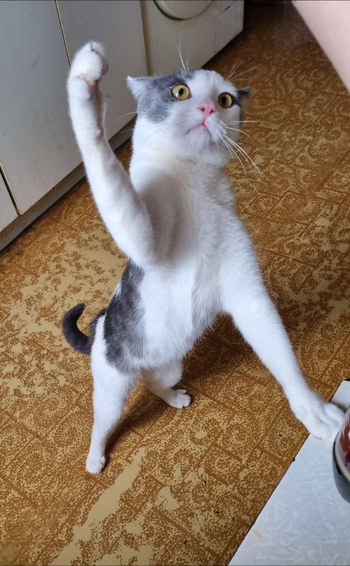 ������ ����