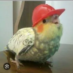 nlinlakorin