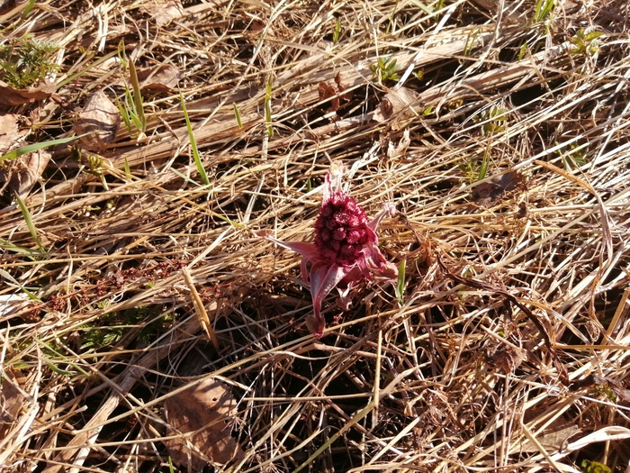 ������������ ��������� (Petasites hybridus)