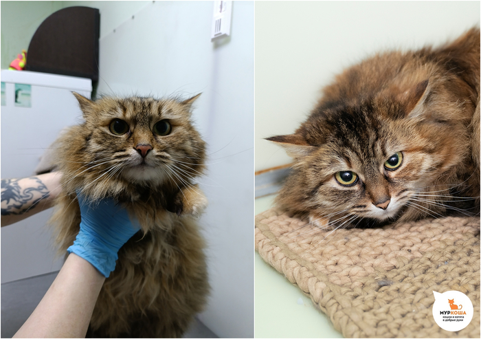 Кошка Минори, 2 года, найдена на улице.