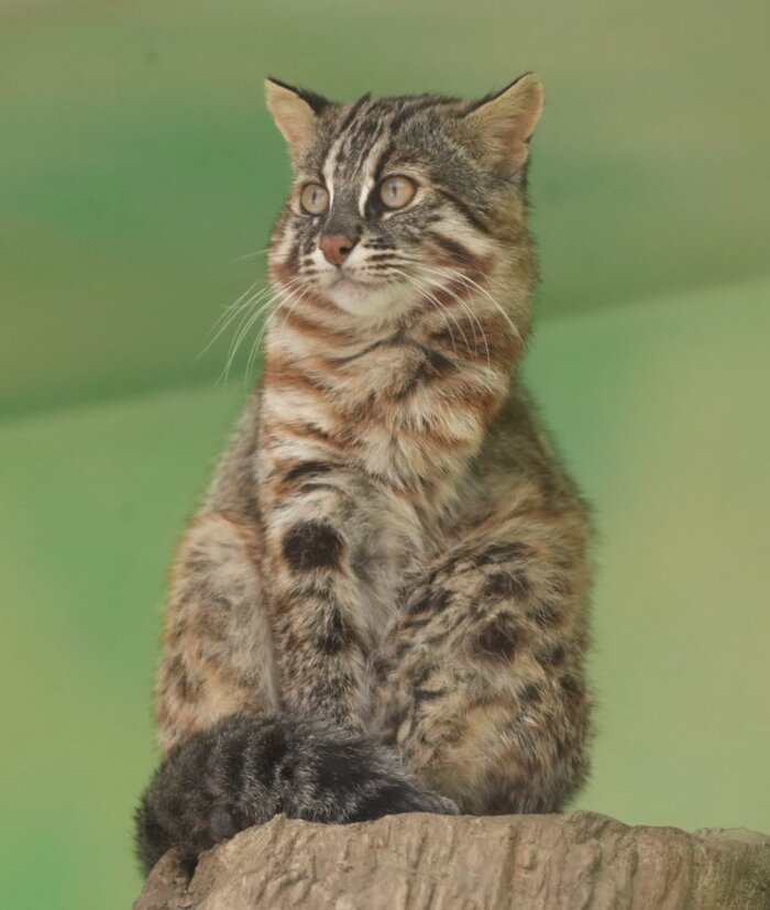 ����� �������� �� ���� ������� � �������