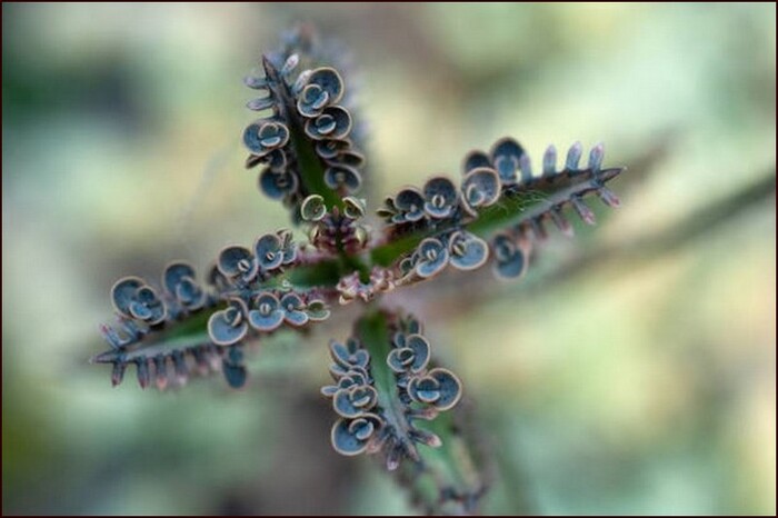 ��������� - ��������� ����� ���� (�� �������)