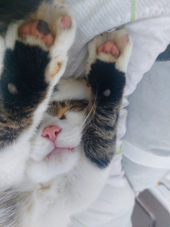 � ���� �����