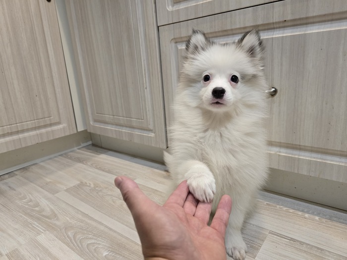 ��� ������� ������ #My Little Pomsky �����������