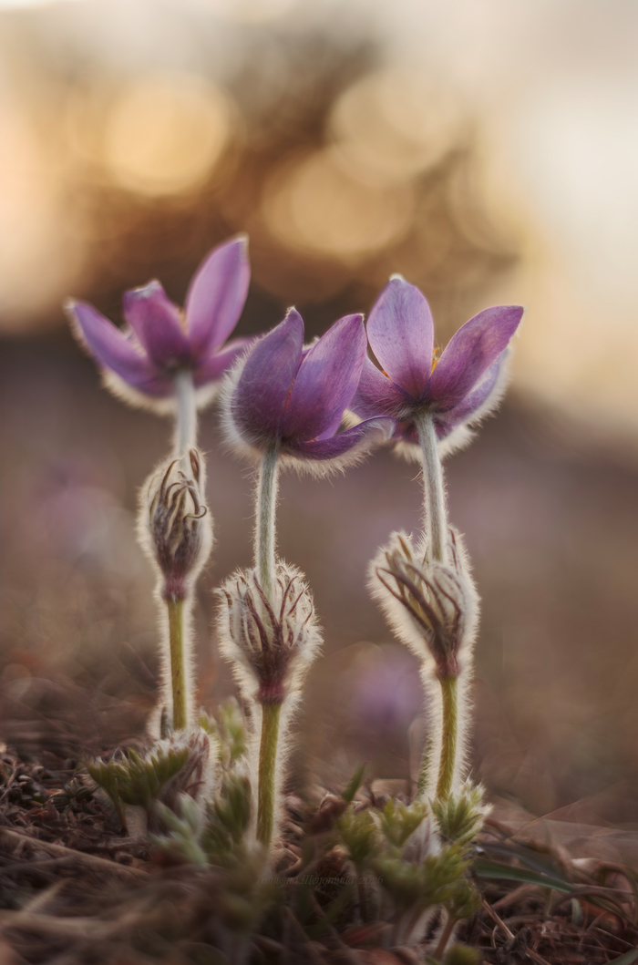 �������� �������� (���. Pulsatilla taurica) � ����������� ����������� ��������; ��� ���� �������� (Pulsatilla) ��������� ��������� (Ranunculaceae). ������� �����.
