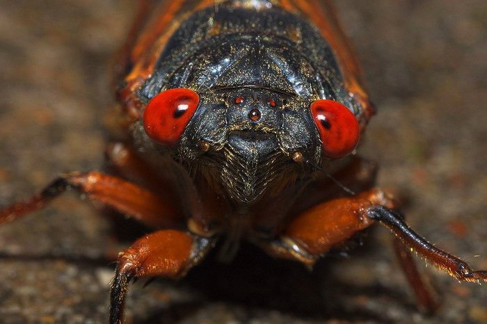 Они превращают жертв в любовников-зомби