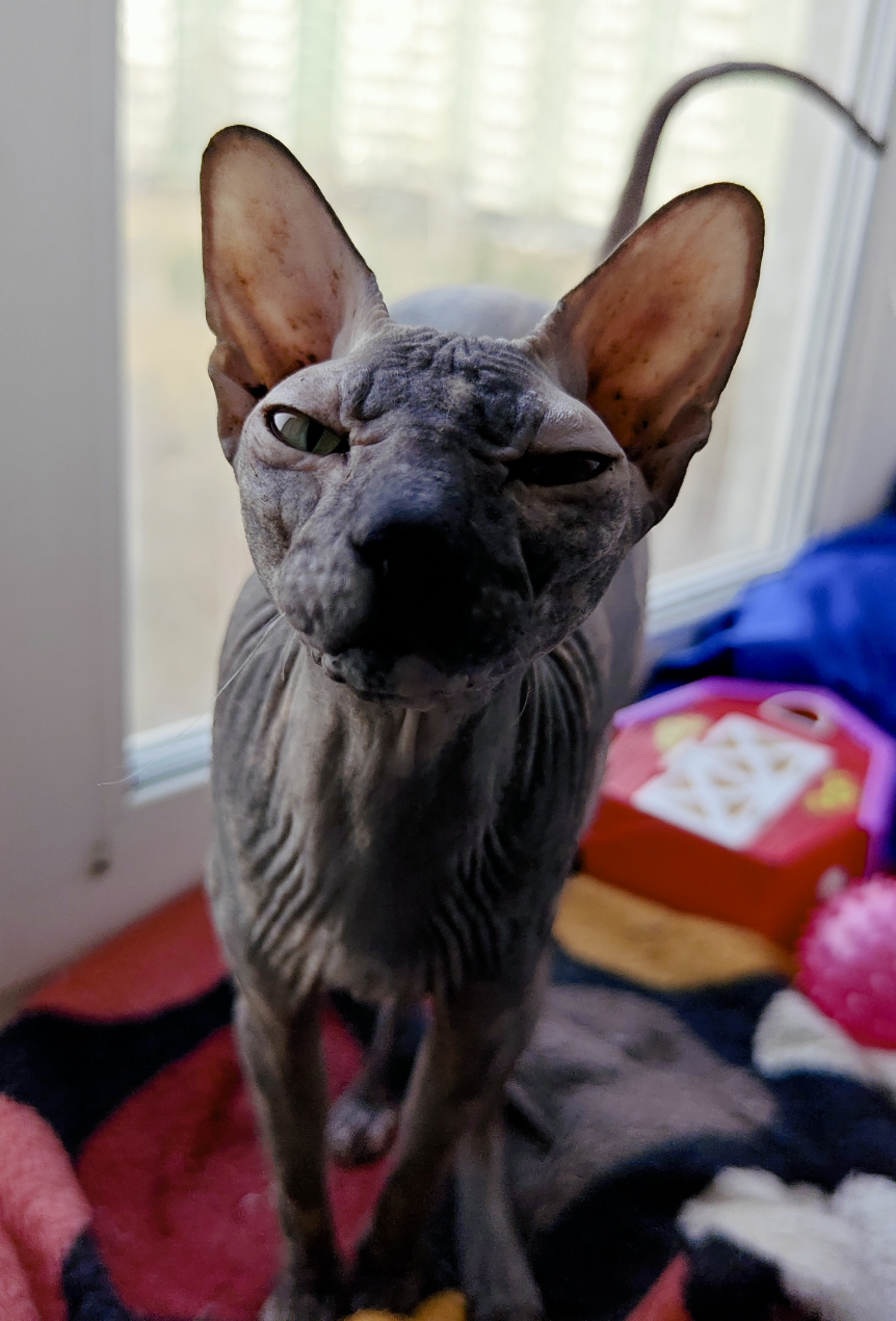 Cleopatra - cat, Tricolor cat, Sphinx, Longpost