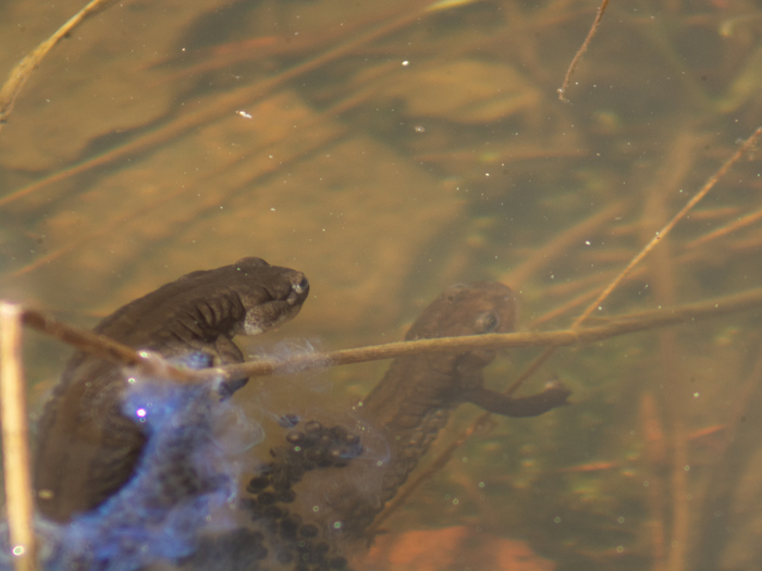 ��������� ����������