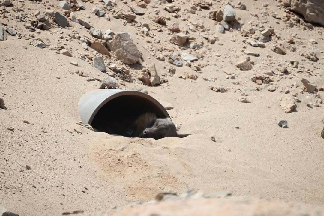 Flophouse - Brown hyena, Hyena, Predatory animals, Wild animals, wildlife, South Africa, Pipe, Dream, The photo