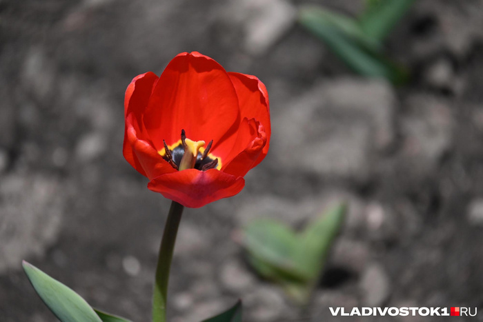 ����� ������ / <!--noindex--><a href="https://pikabu.ru/story/alyiy_kover_iz_tyulpanov_raspustilsya_vo_vladivostoke_13909123?u=http%3A%2F%2FVLADIVOSTOK1.RU&t=VLADIVOSTOK1.RU&h=65ff03fe28c7228e4127e83457e6f4a14f0430f6" title="http://VLADIVOSTOK1.RU" target="_blank" rel="nofollow noopener">VLADIVOSTOK1.RU</a><!--/noindex-->