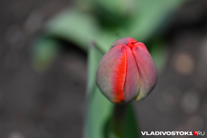 ����� ������ / <!--noindex--><a href="https://pikabu.ru/story/alyiy_kover_iz_tyulpanov_raspustilsya_vo_vladivostoke_13909123?u=http%3A%2F%2FVLADIVOSTOK1.RU&t=VLADIVOSTOK1.RU&h=65ff03fe28c7228e4127e83457e6f4a14f0430f6" title="http://VLADIVOSTOK1.RU" target="_blank" rel="nofollow noopener">VLADIVOSTOK1.RU</a><!--/noindex-->