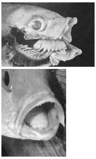 Cymothoa exigua