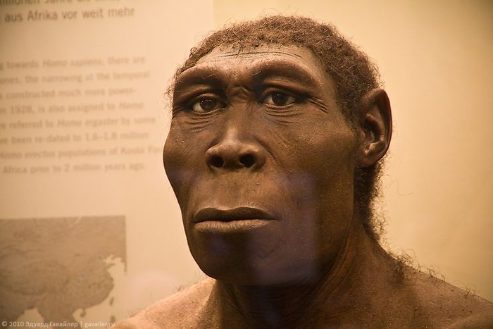 Homo Erectus