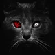 ������ ������������ 1BlackCat