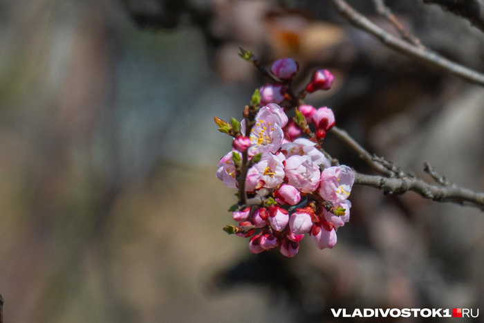 ����� ������ / <!--noindex--><a href="https://pikabu.ru/story/primorskaya_sakura_vishnya_zatsvela_vo_vladivostoke_13933438?u=http%3A%2F%2FVLADIVOSTOK1.RU&t=VLADIVOSTOK1.RU&h=65ff03fe28c7228e4127e83457e6f4a14f0430f6" title="http://VLADIVOSTOK1.RU" target="_blank" rel="nofollow noopener">VLADIVOSTOK1.RU</a><!--/noindex-->