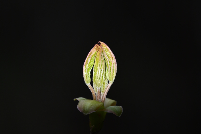 Sigma 150mm macro + ��������� ������� �� ��������
