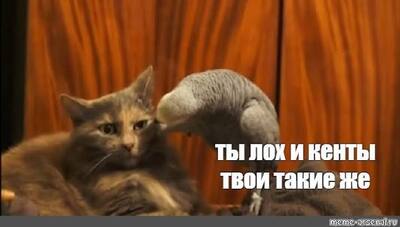 Иллюстрация к комментарию