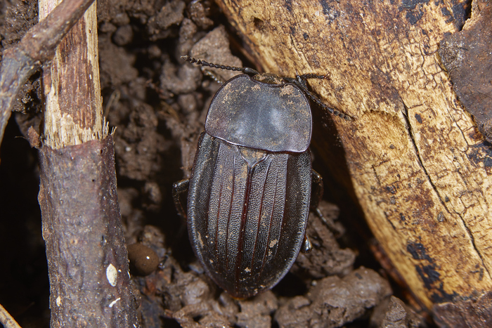 ���� �� ��� "����������". �������� ��������� - Silpha carinata