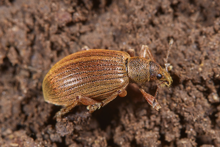 ��������� ������ Polydrusus mollis - ���������� ���������� �������