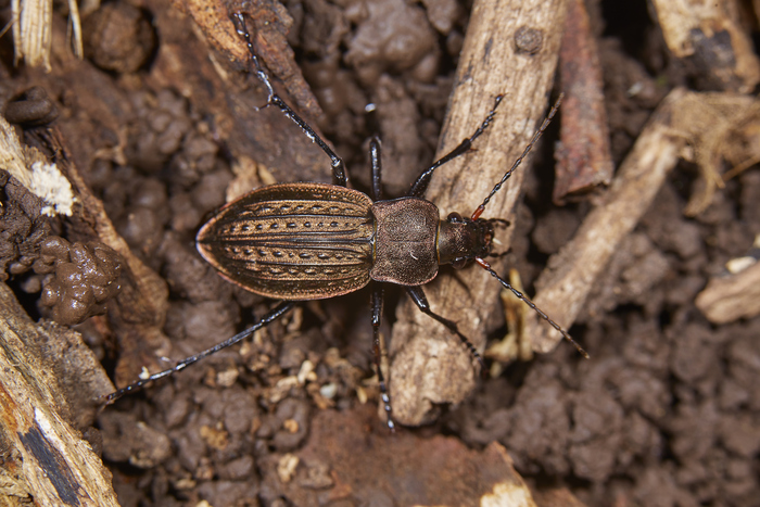����� ������� �������� �������� ���������� - Carabus cancellatus. ����� ���� �����. ����� ��� ����� ������ �� ����� � ������ ���� ���������� :)