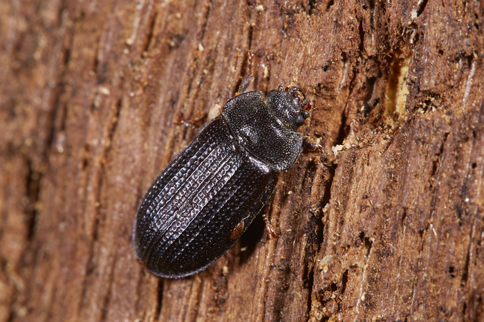 Grynocharis oblonga - ��������� �������������. � ������� ���� ���� ������� ����� �������� � ��� �� �����.