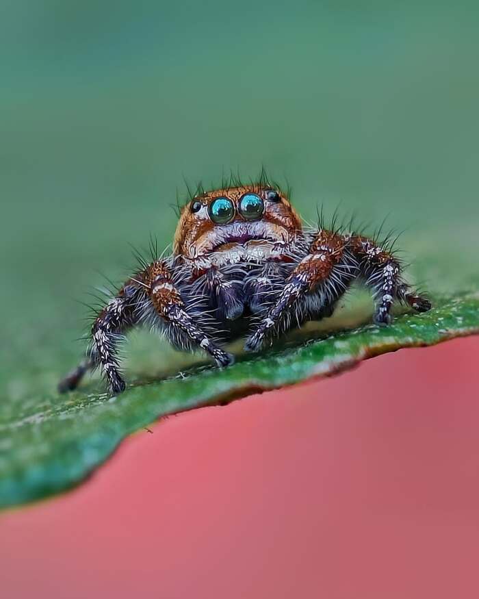 Hyllus semicupreus