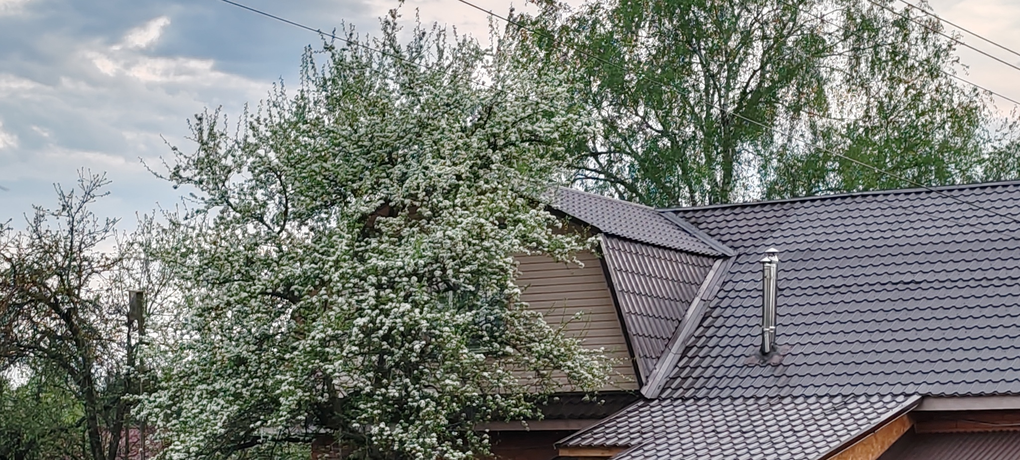 Simple village happiness - Series Our Village House, My, Village, Spring, Gardens, Joy, Walk, Forest, Bloom, Airplane, Starling, House, Nature, dawn, Sunset, The sun, Water, MKAD, Text, Longpost