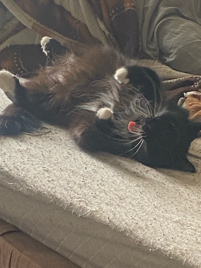 Котзилла