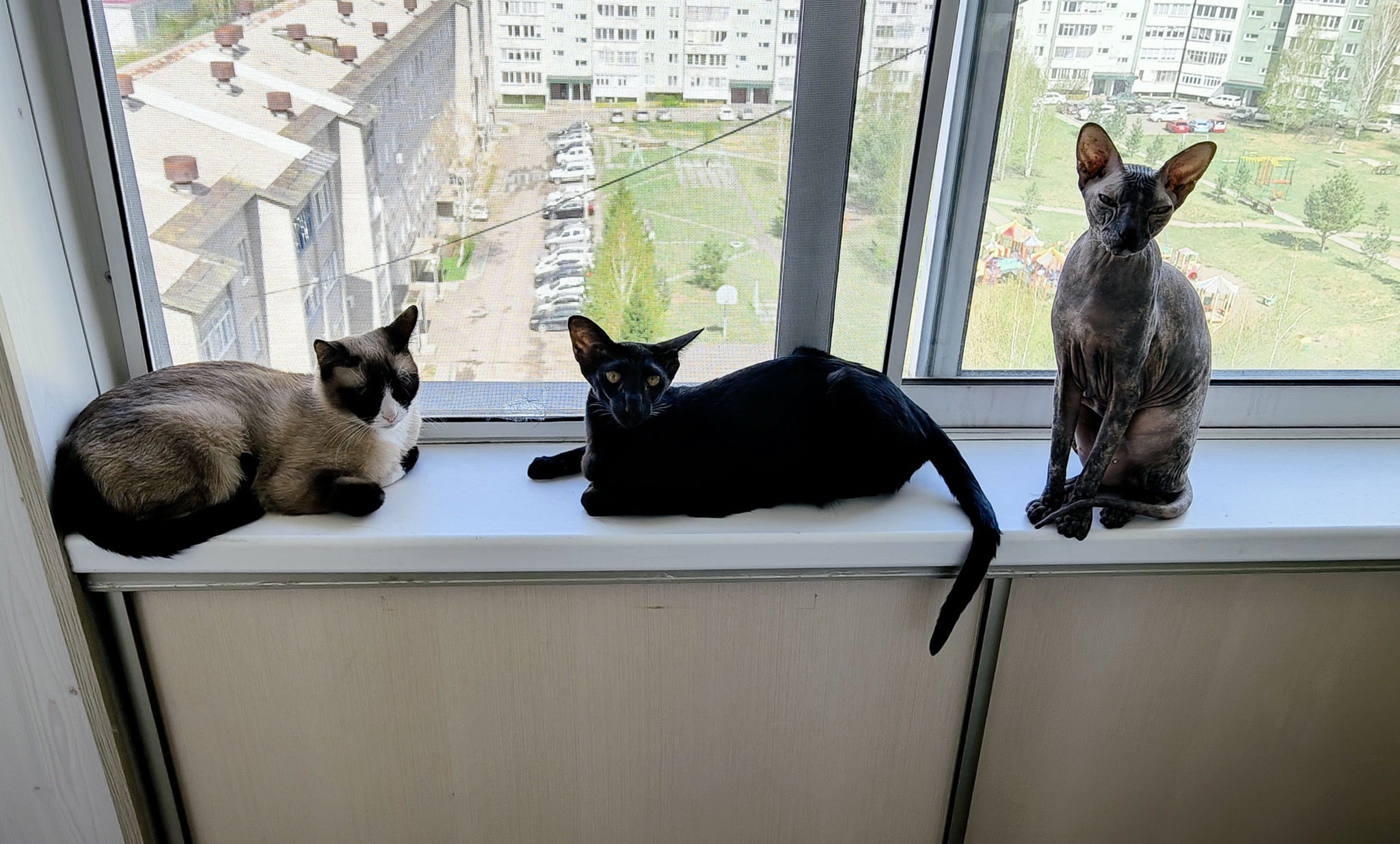 A friendly creative team - Matilda, Leila and Cleopatra - cat, Cat lovers, Tricolor cat, Oriental cats, Sphinx, Jersey