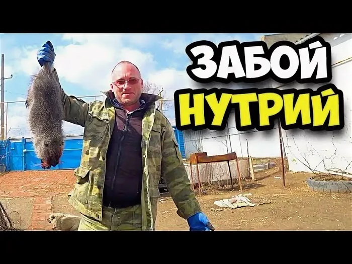 Ответ на пост «У нас нет корма... нечем кормить 80 кошек...»