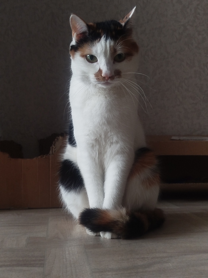 Мисс элегантность