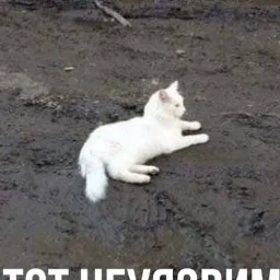 sasaqwe