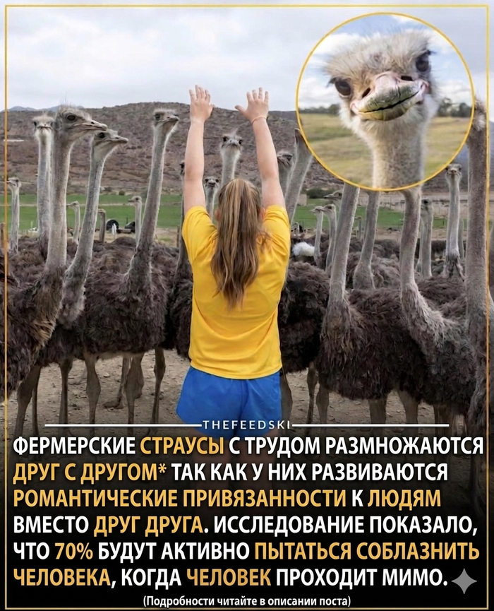 ������ ��� � �������