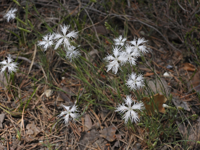 �������� �������� (Dianthus arenarius). ���� �. ����������.